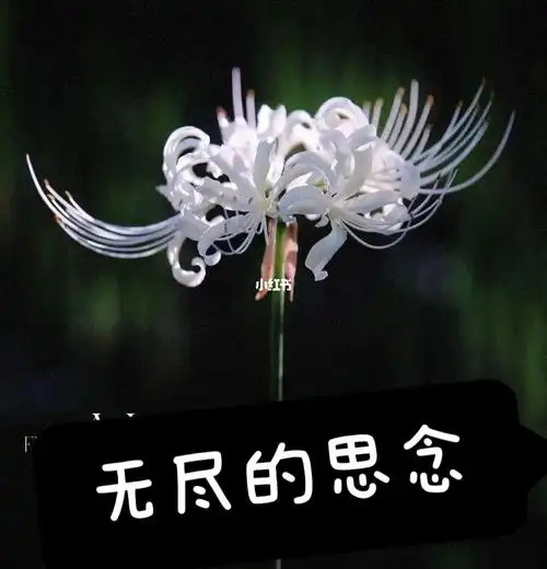u=1158690187,425152233&fm=253&fmt=auto&app=138&f=JPEG_看图王.jpg